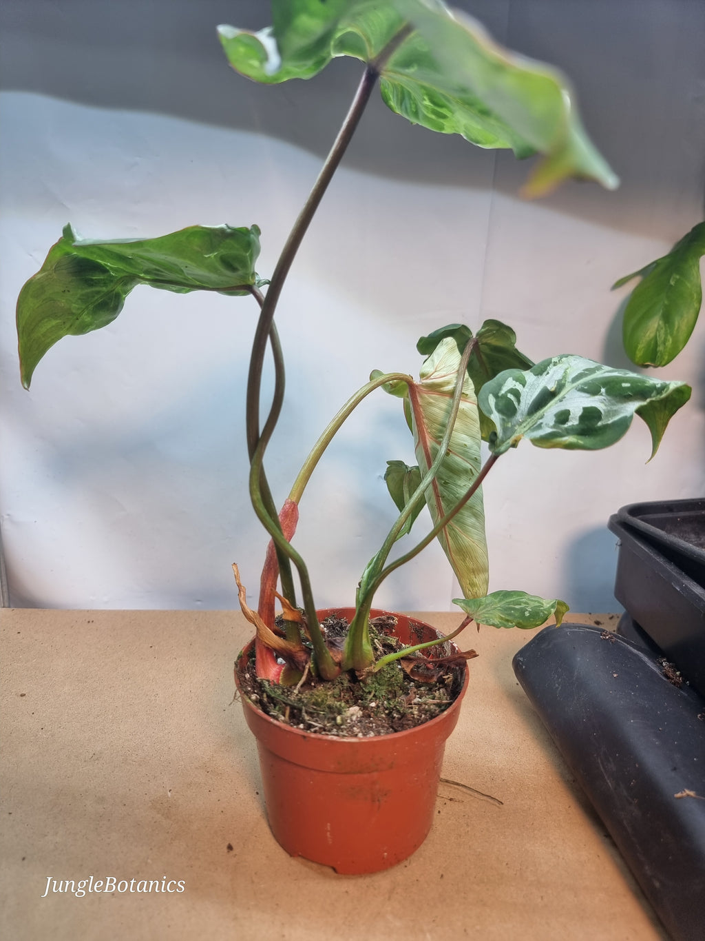 Philodendron Gloriosum Snow Leopard plant detail