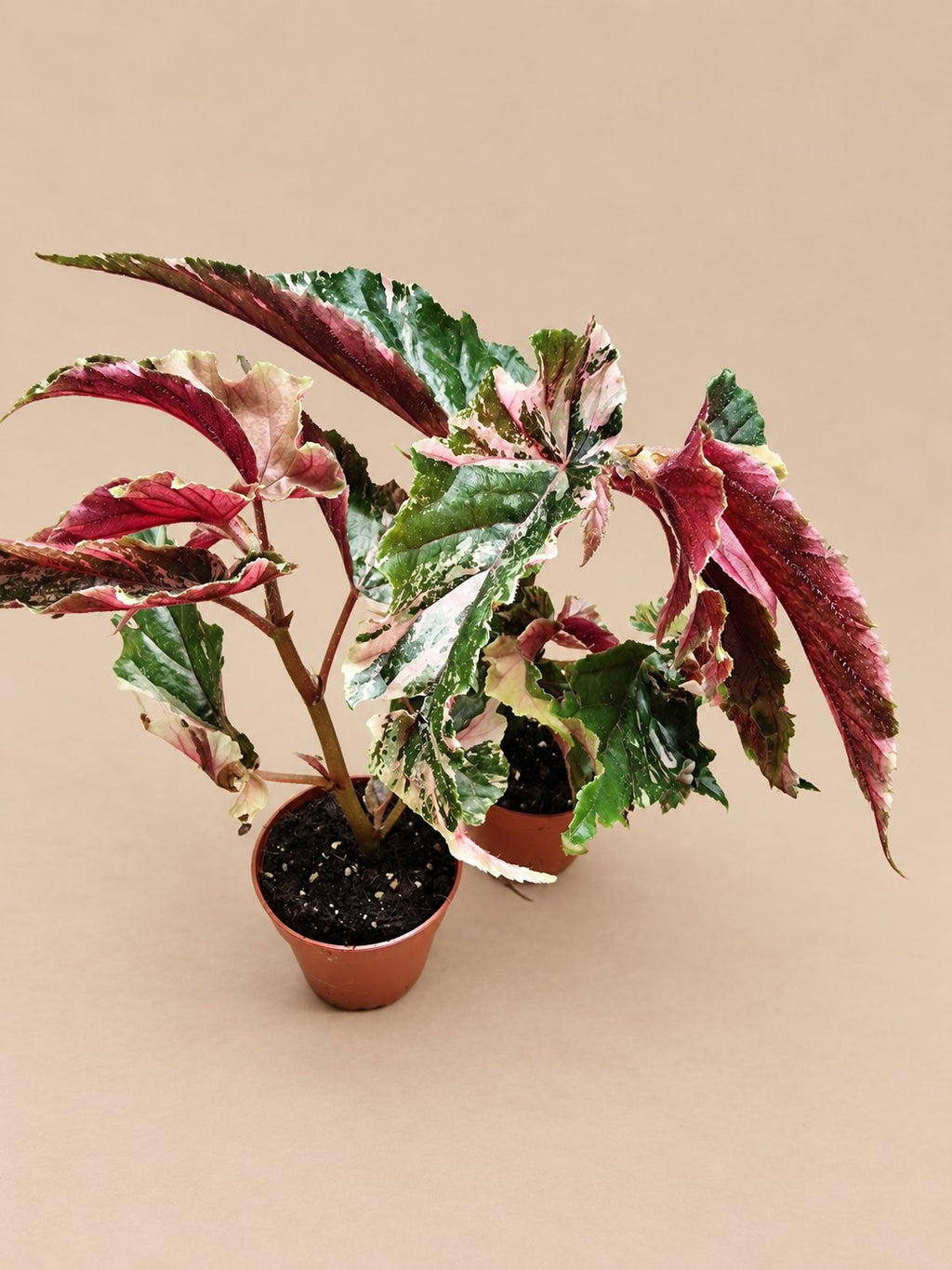 Begonia Ginny Galaxy foliage