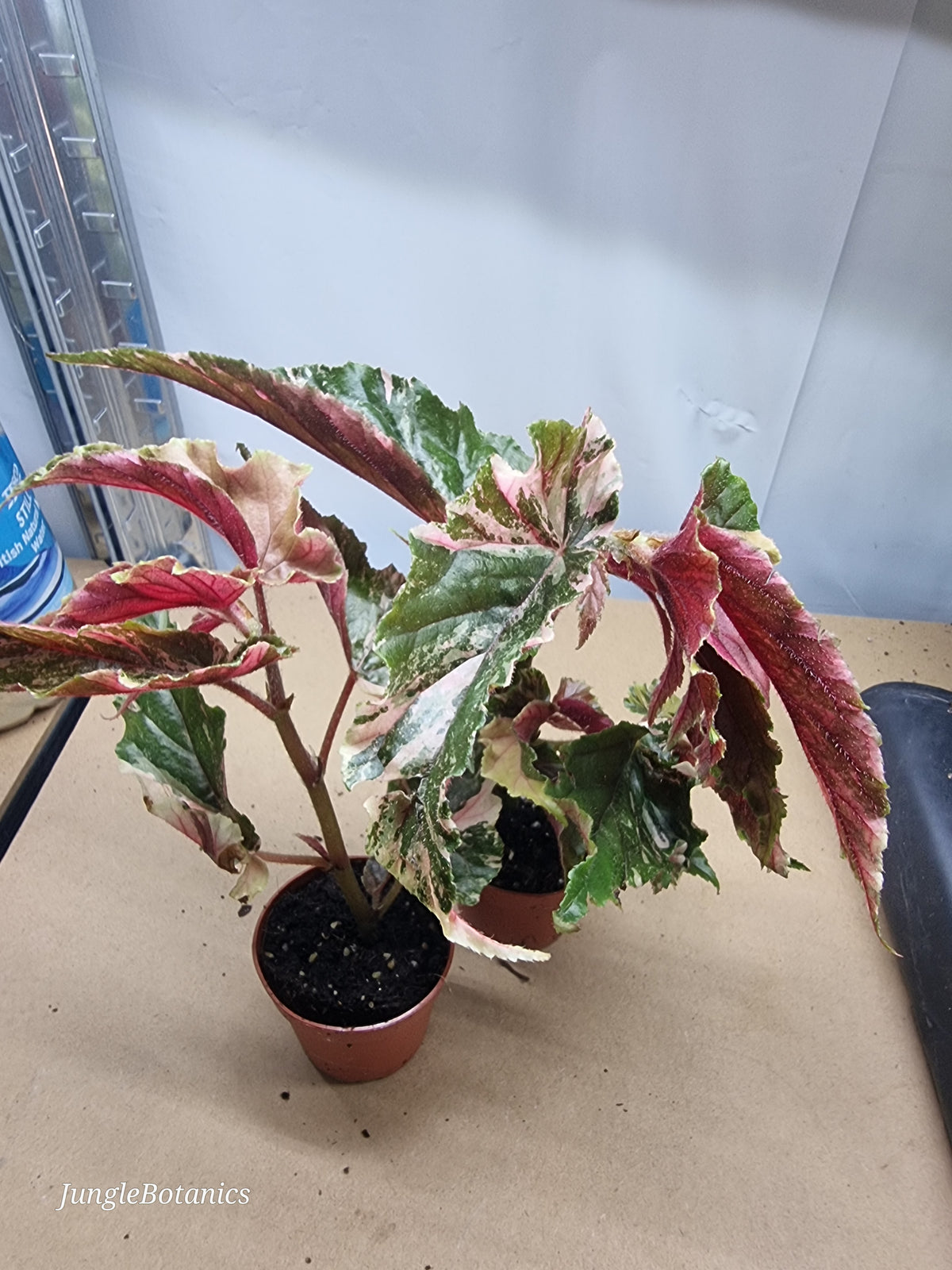 Begonia Ginny Galaxy foliage