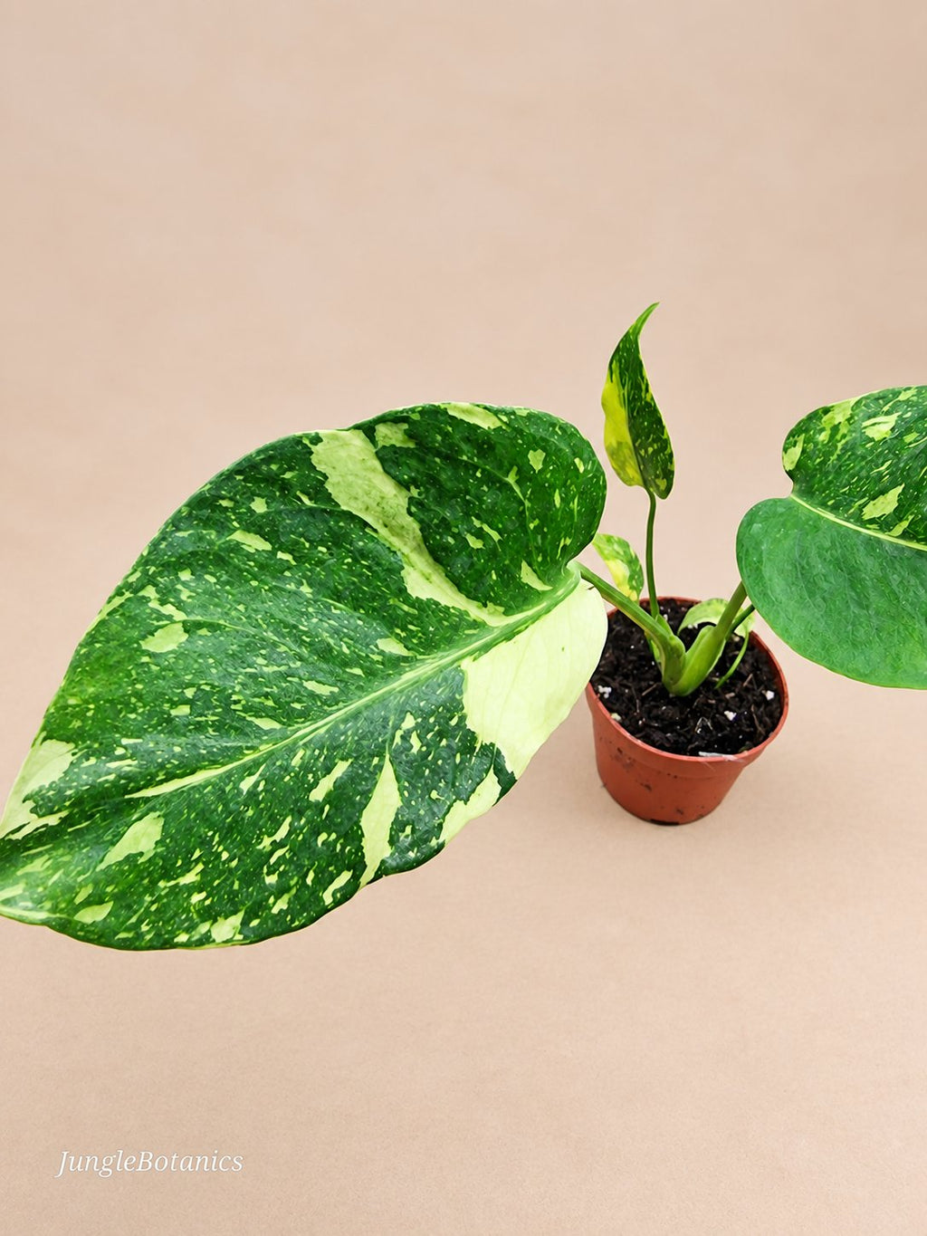 Monstera Electrolyte leaf detail
