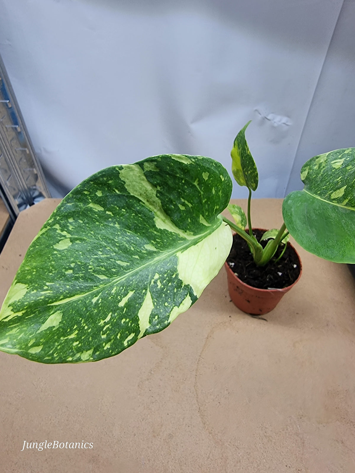 Monstera Electrolyte leaf detail