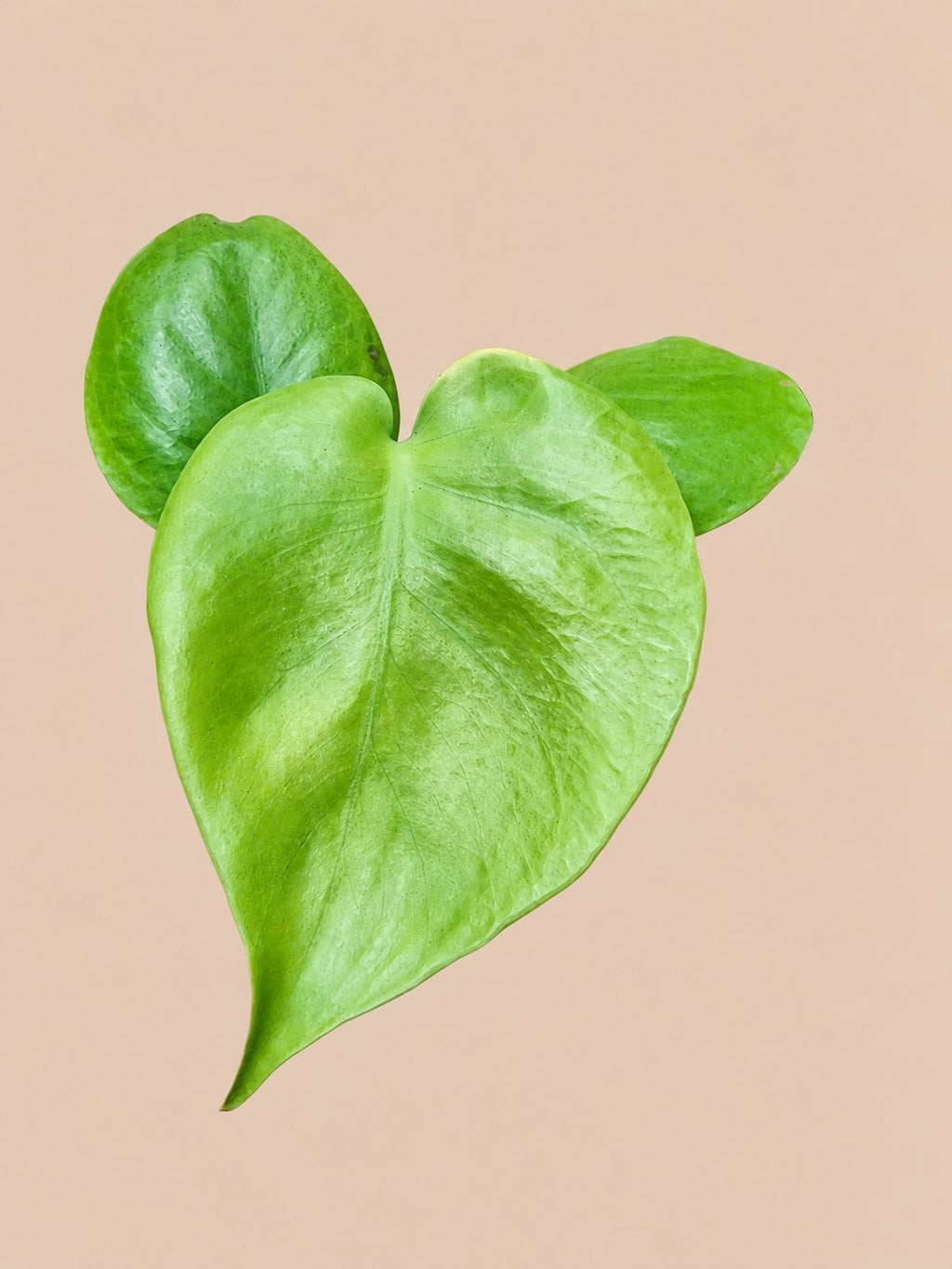 Monstera Lime Banana plant