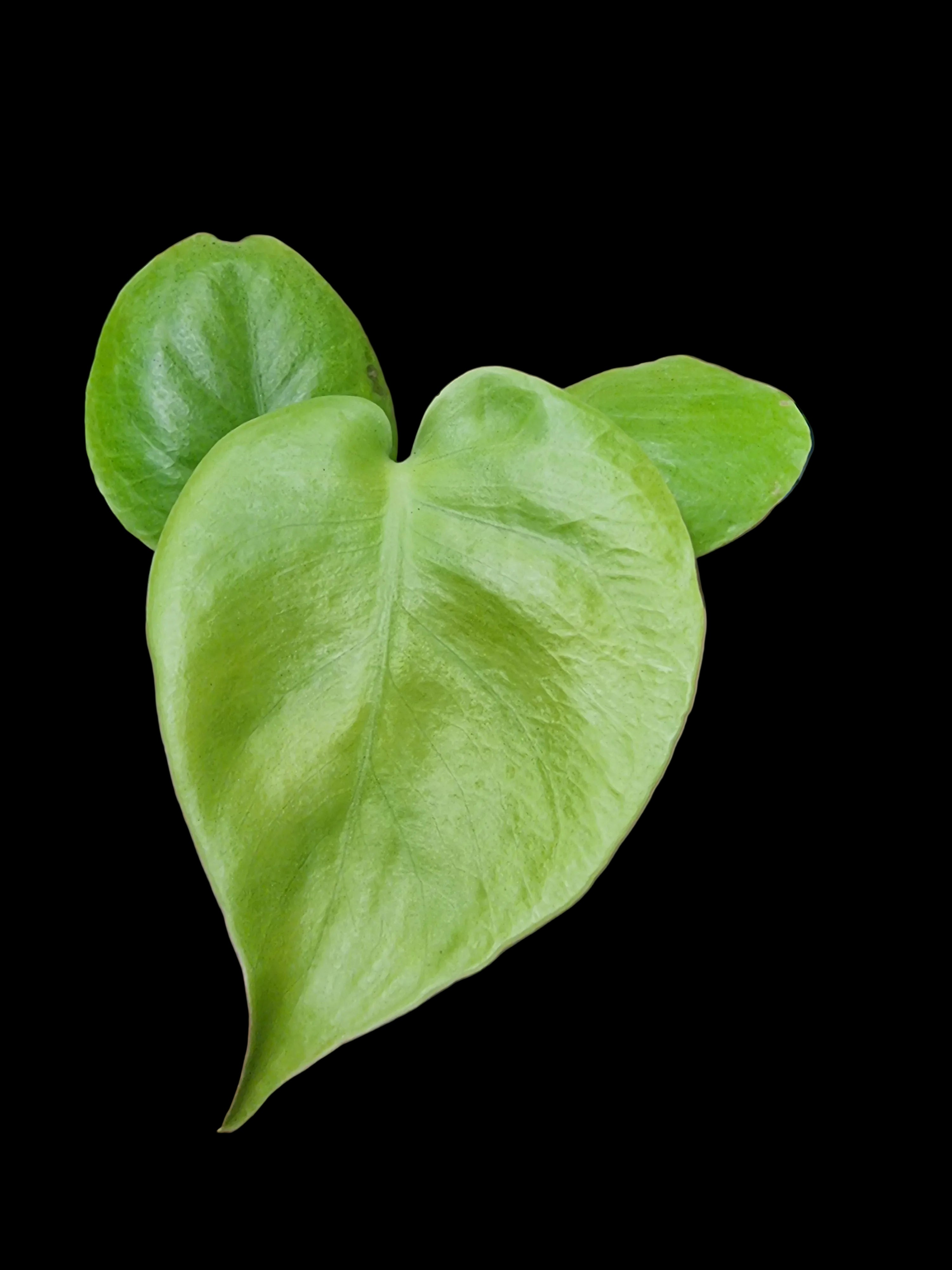 Monstera Lime Banana