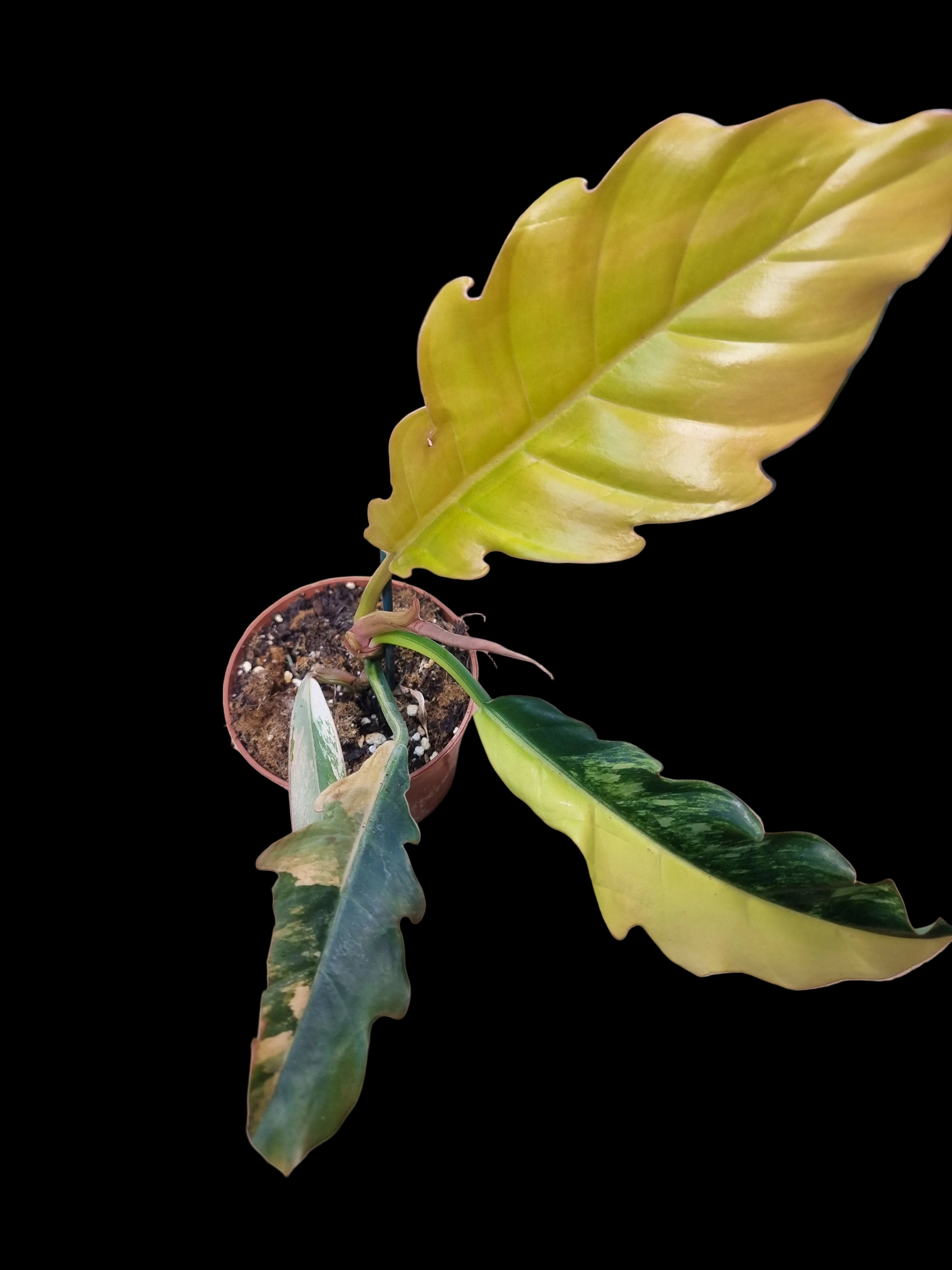 Philodendron Caramel Marble