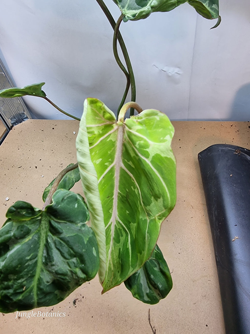 Philodendron Gloriosum Snow Leopard leaf detail