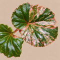 Begonia Cucullata Pink Variegated plant