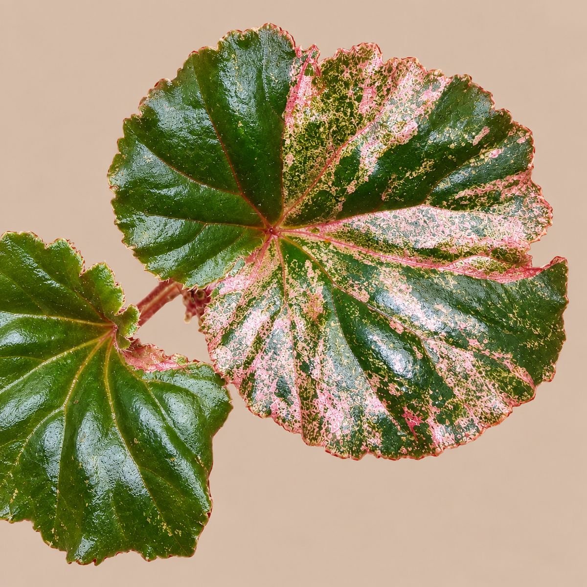 Begonia Cucullata Pink Variegated plant