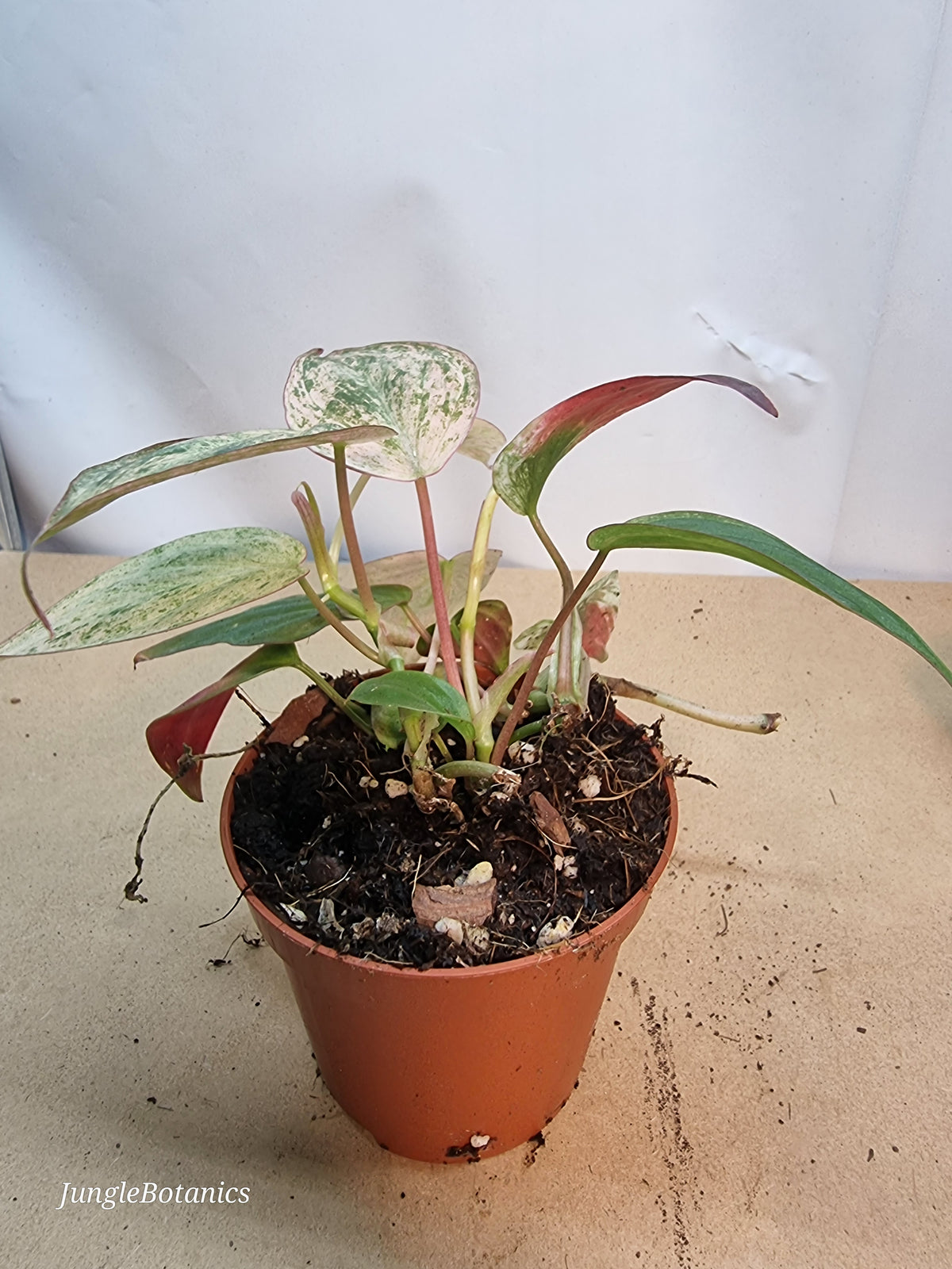 Philodendron Micans Marble Variegata foliage
