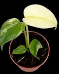 Monstera White Monster