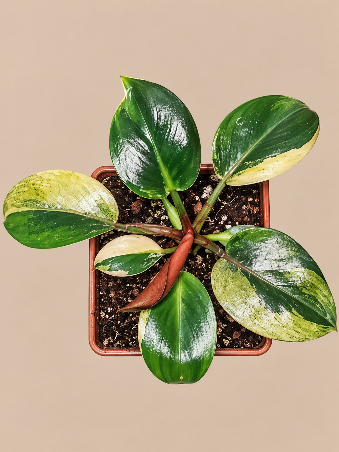 Philodendron Birkin Variegated plant