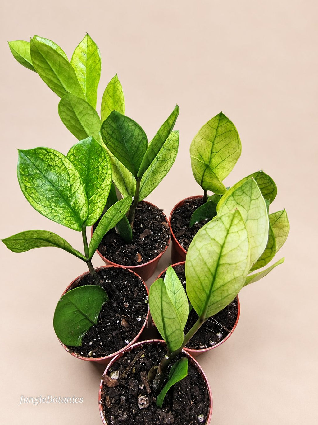 Zamioculcas Chameleon foliage