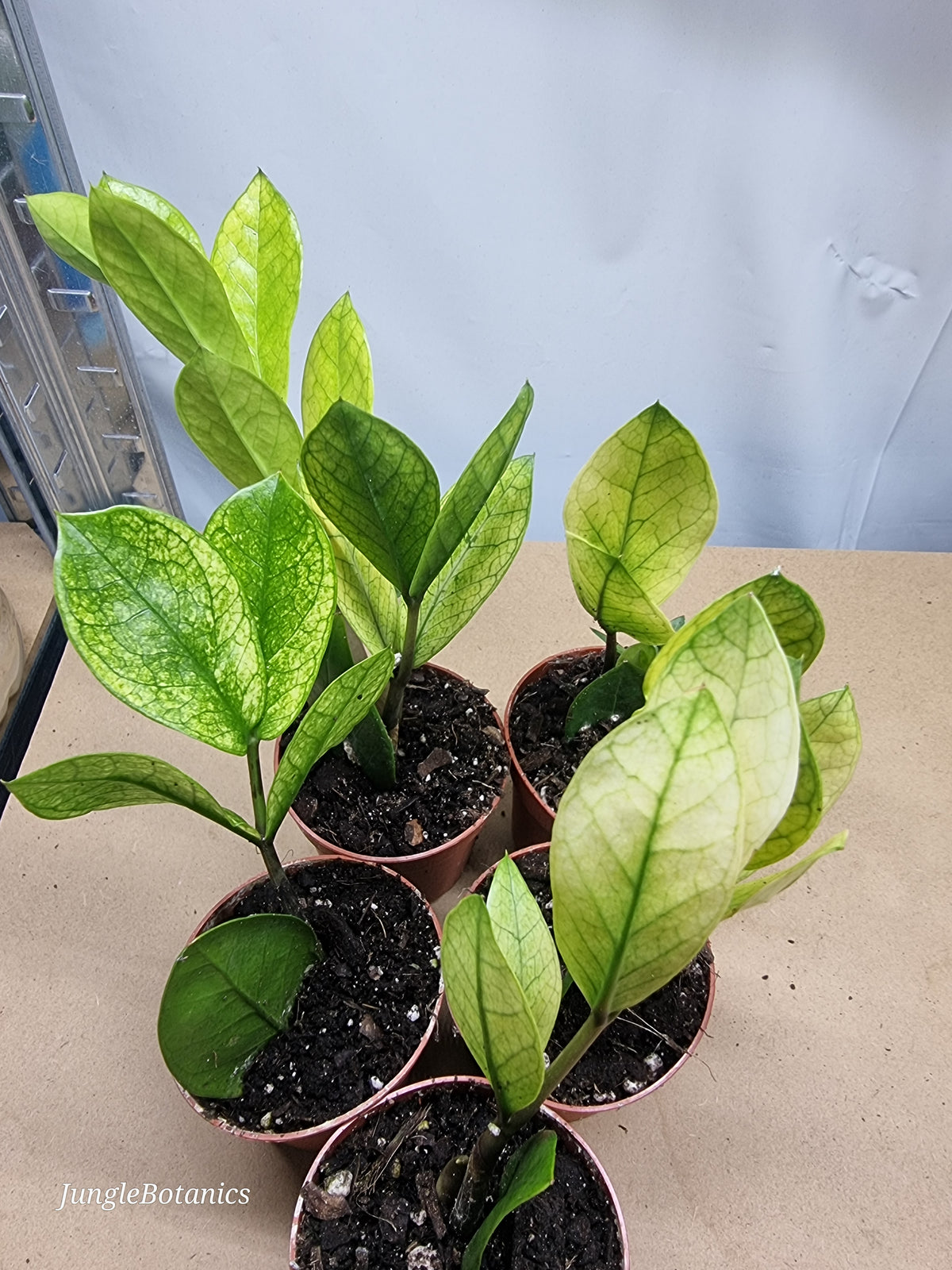 Zamioculcas Chameleon foliage