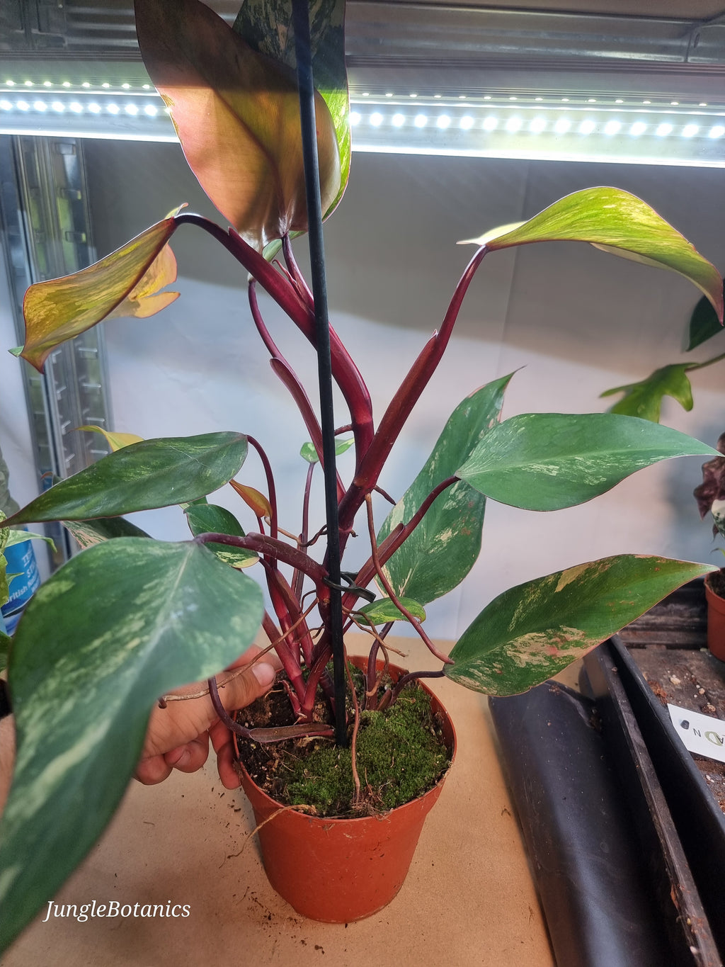 Philodendron Strawberry Shake foliage