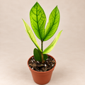 Zamioculcas Chameleon ZZ Plant lime foliage