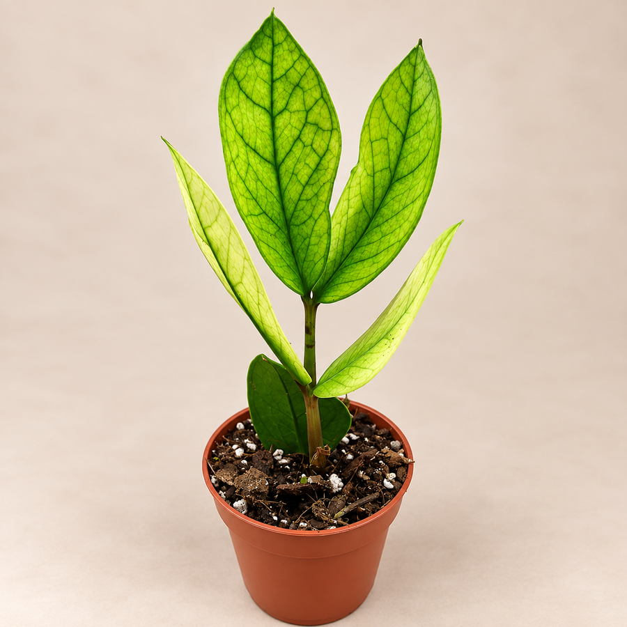 Zamioculcas Chameleon ZZ Plant lime foliage