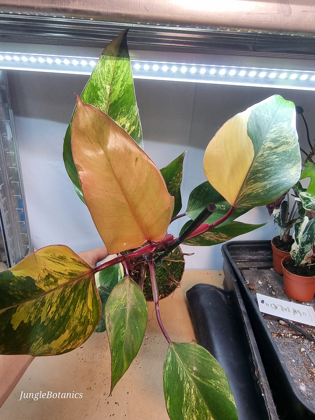 Philodendron Strawberry Shake variegated plant