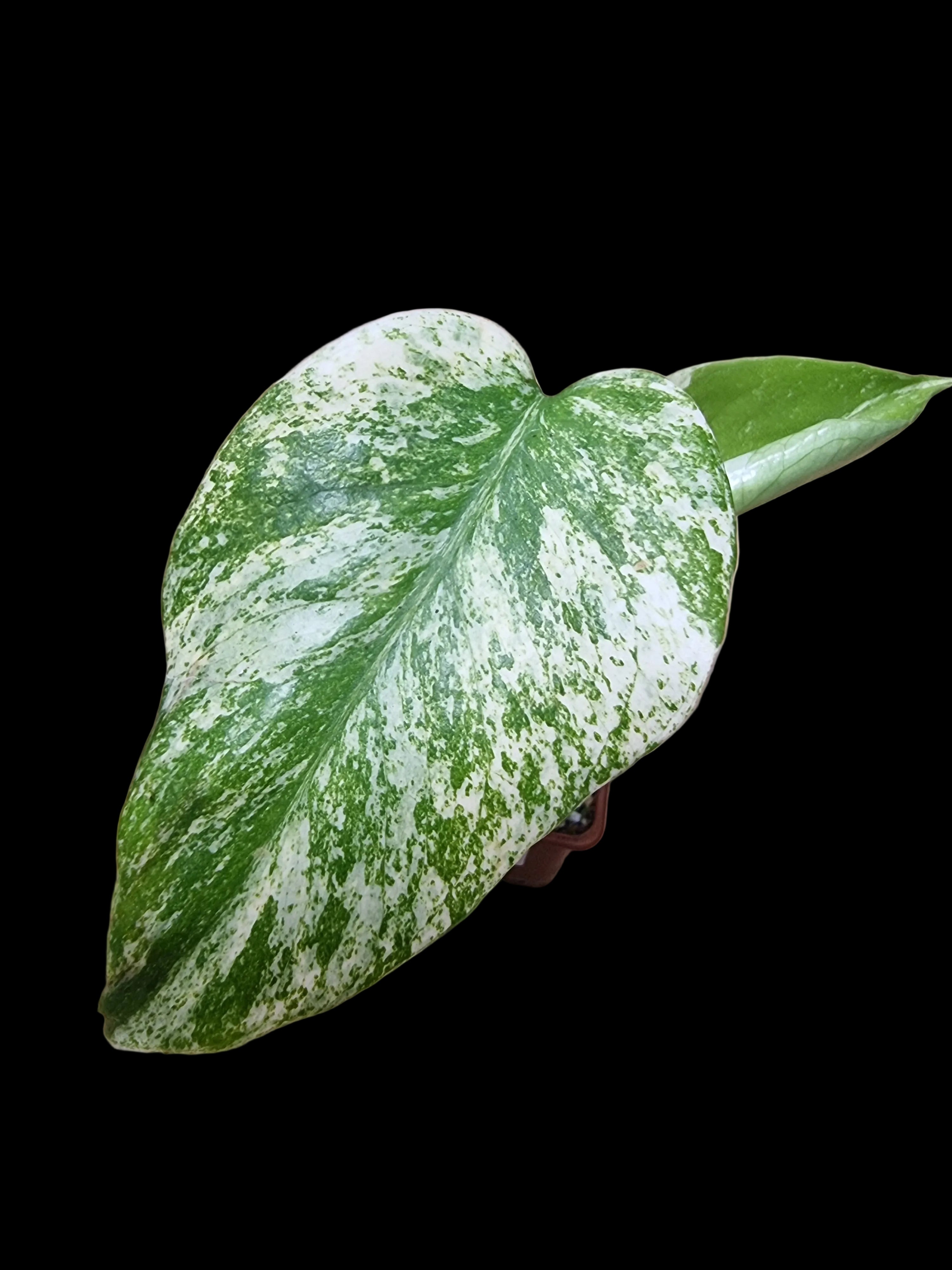 Monstera White Monster