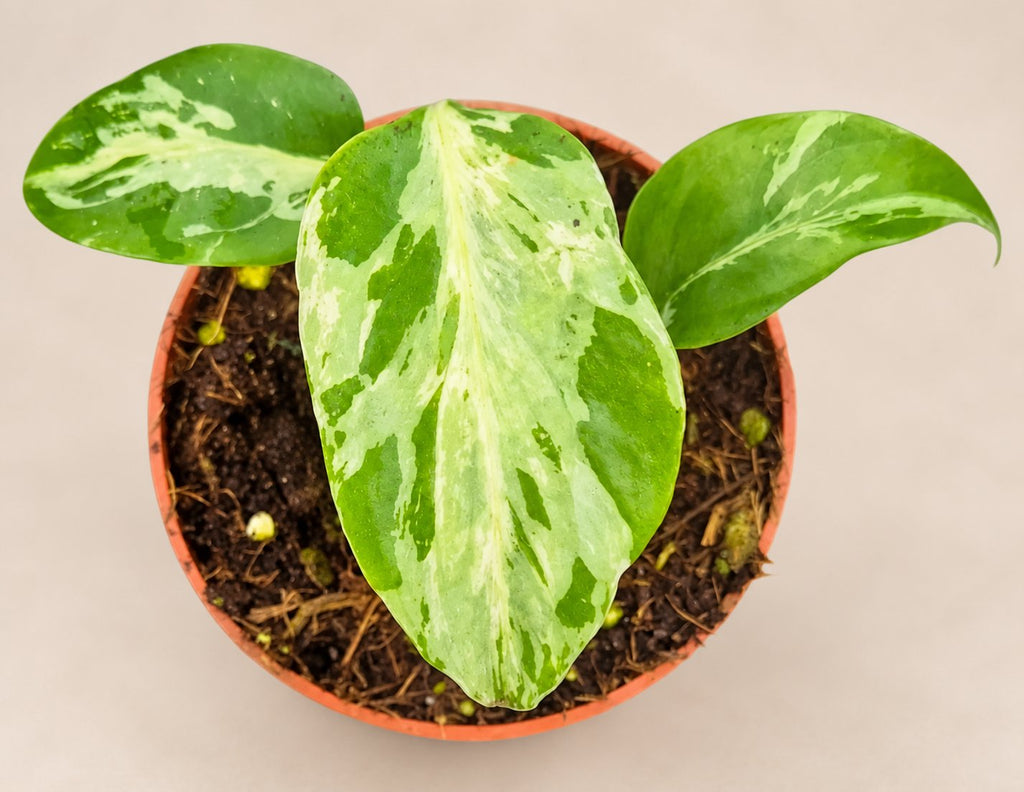 Monstera Bulbasaur plant
