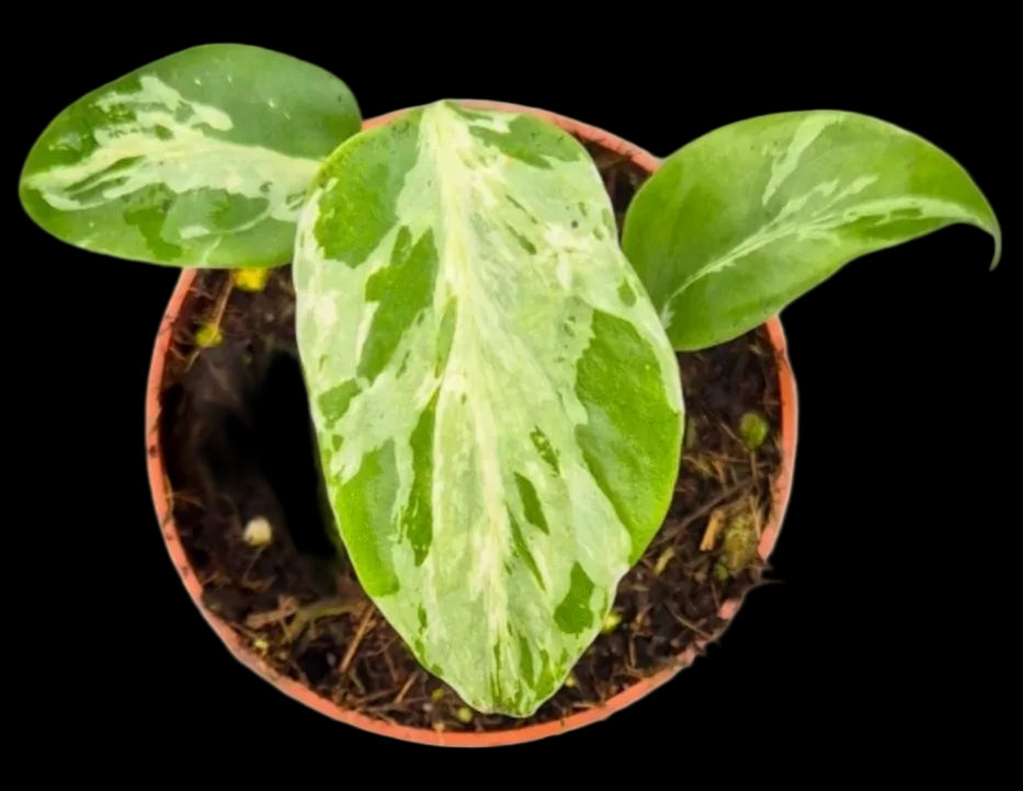 monstera bulbasaur