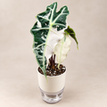 Alocasia Polly Pink Variegated plant