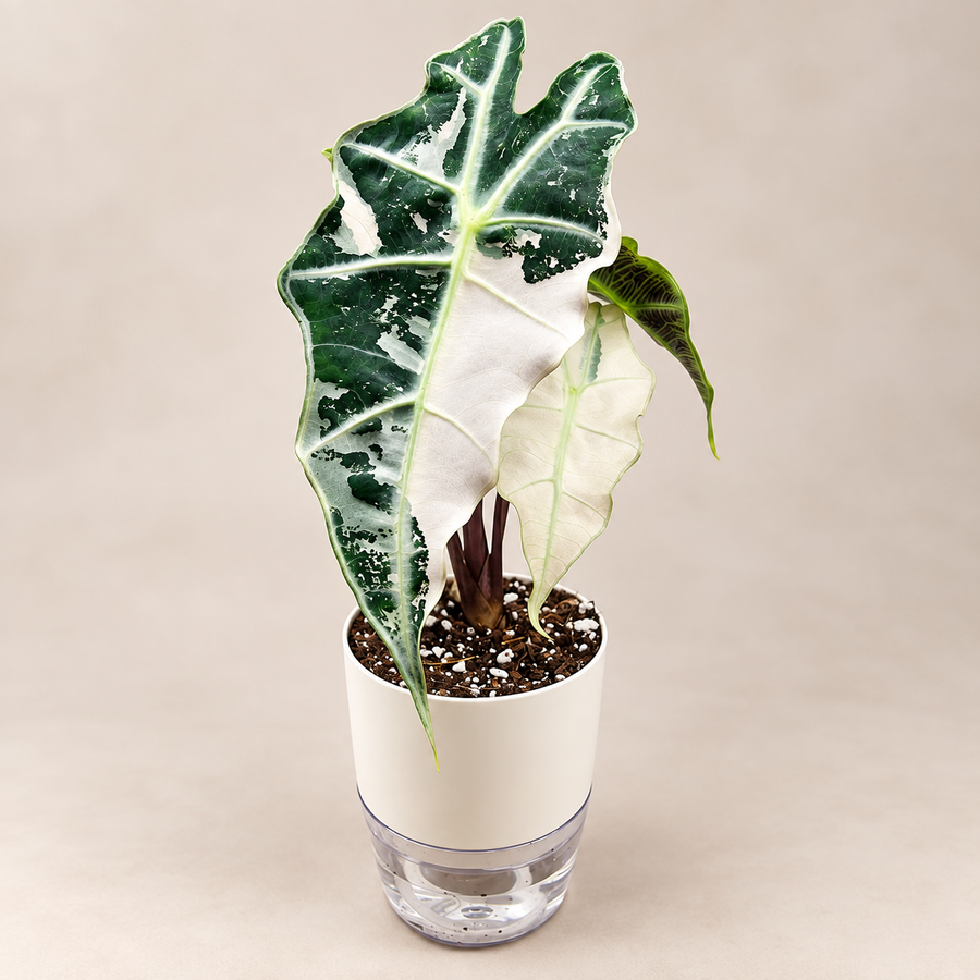 Alocasia Polly Pink Variegated plant