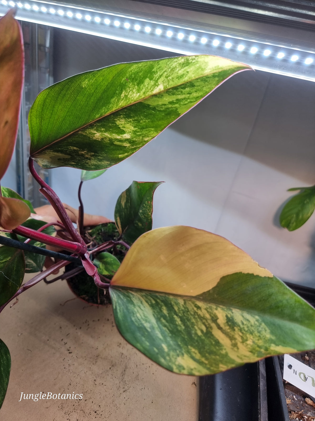 Philodendron Strawberry Shake plant detail