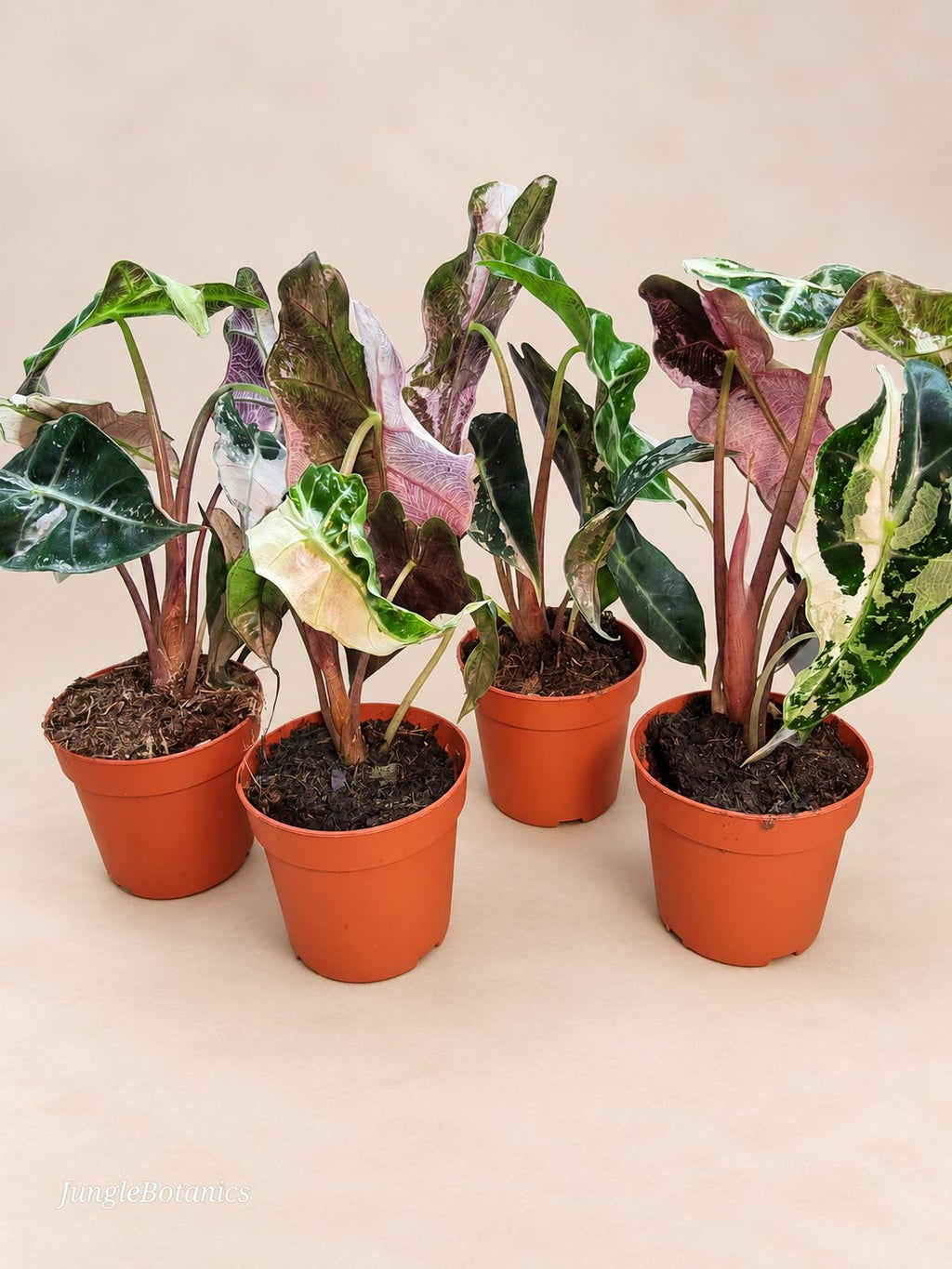 Alocasia Polly Pink Variegated additional view