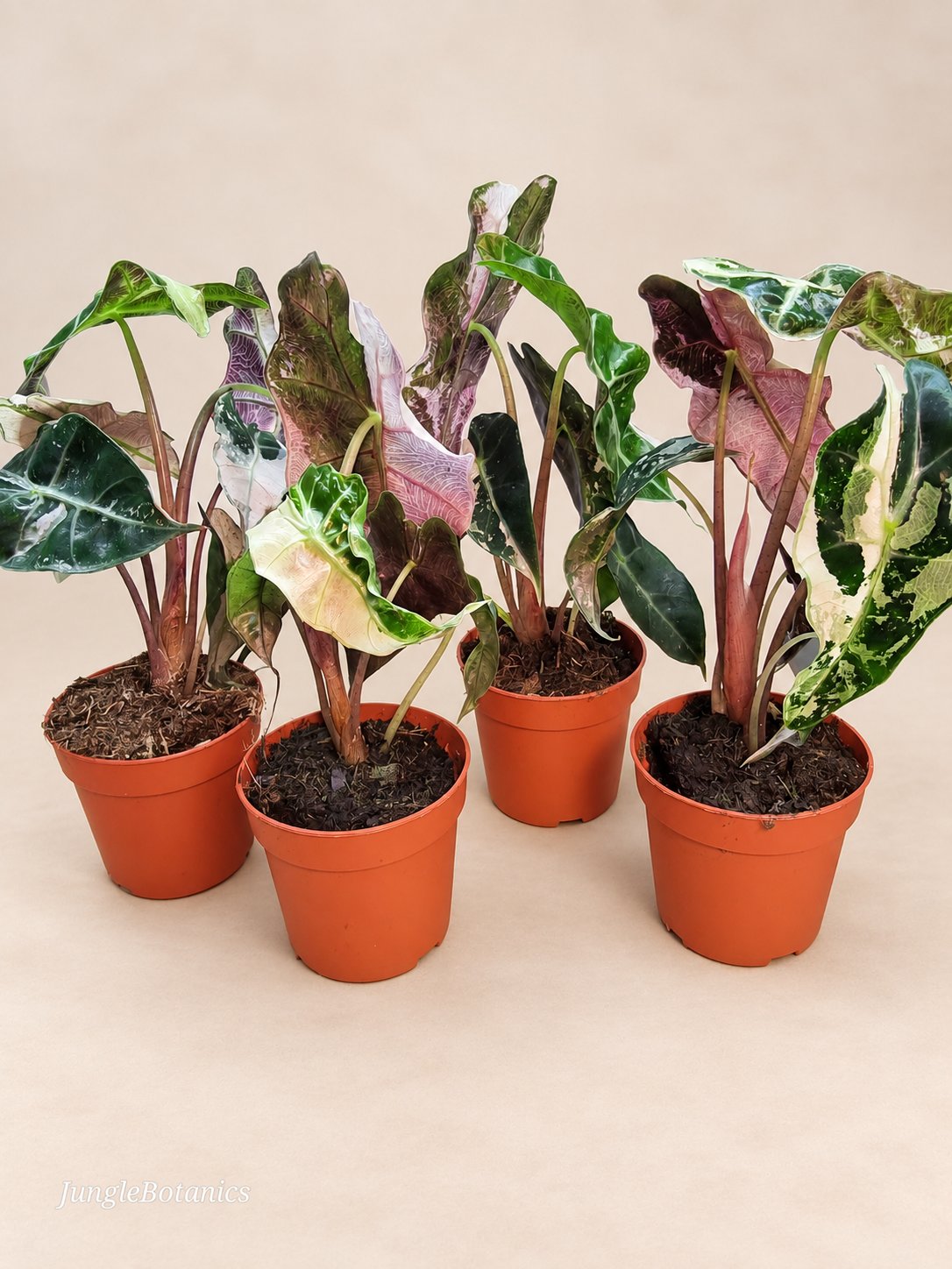 Alocasia Polly Pink Variegated additional view