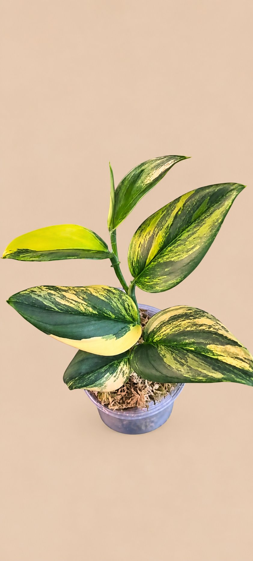 Scindapsus Rubicon plant