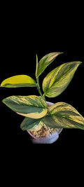 Scindapsus Rubicon