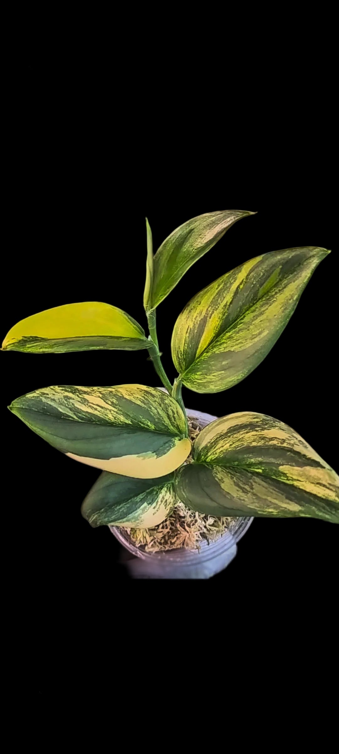 Scindapsus Rubicon