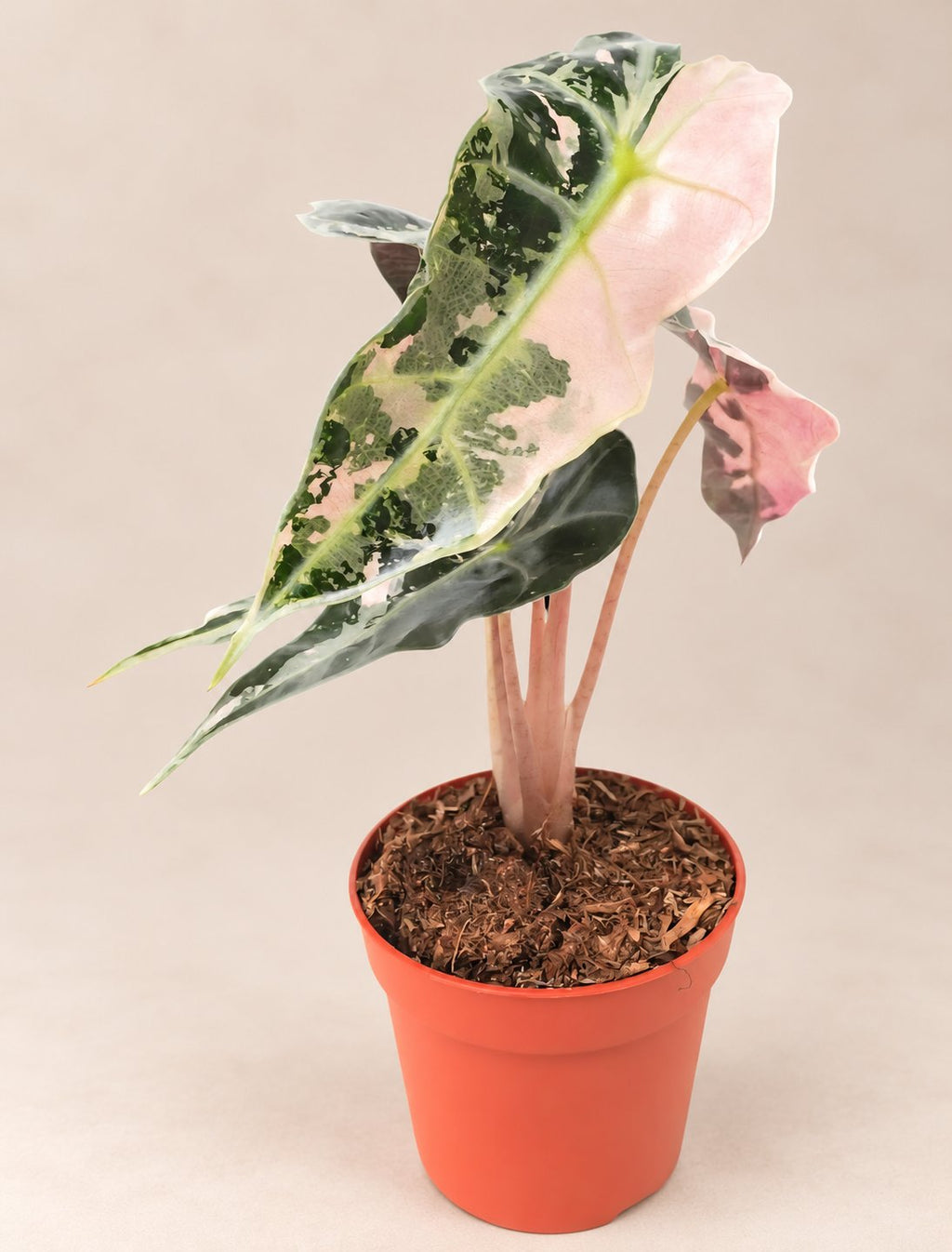Alocasia Polly Pink Variegated foliage