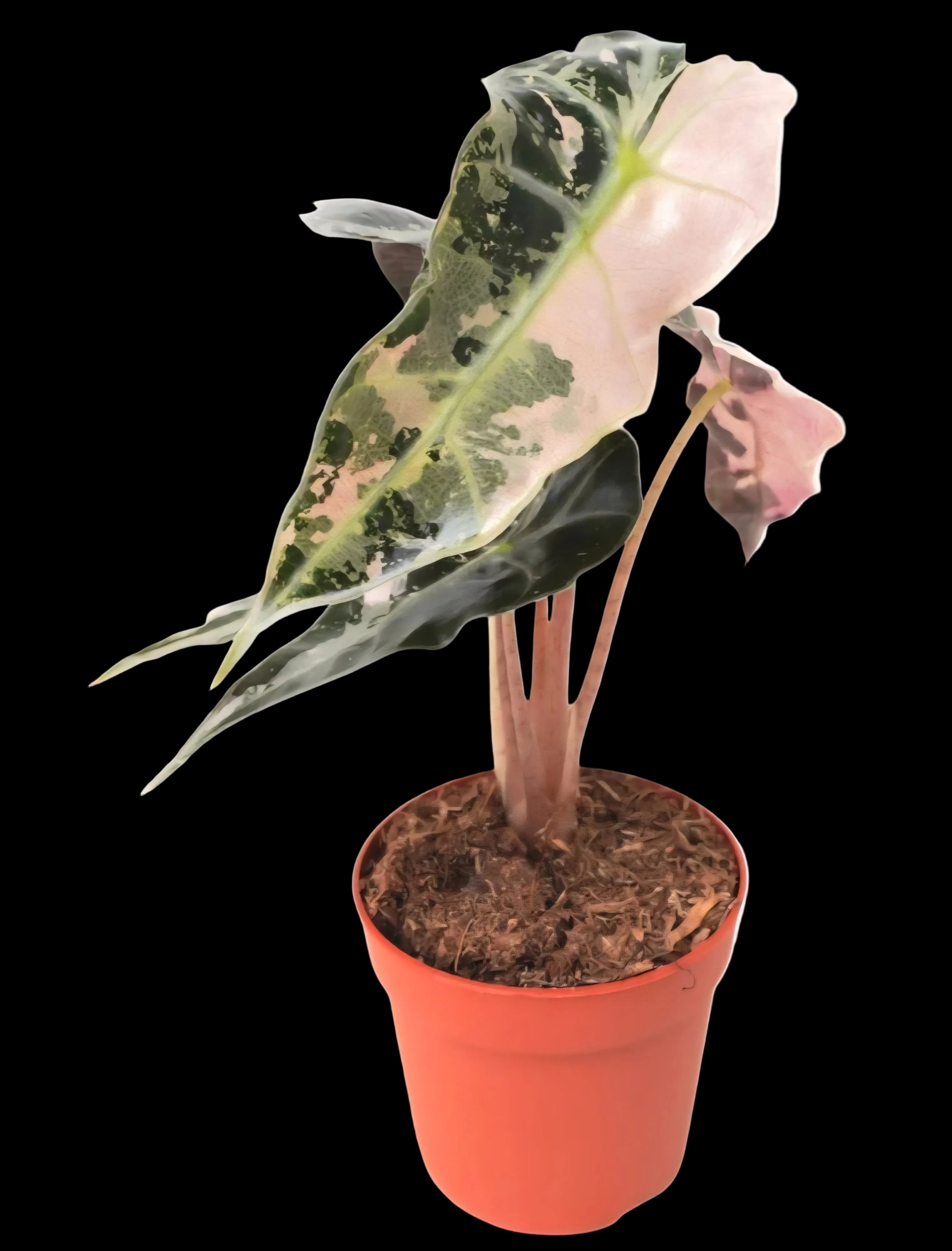 Alocasia Polly Pink Variegated