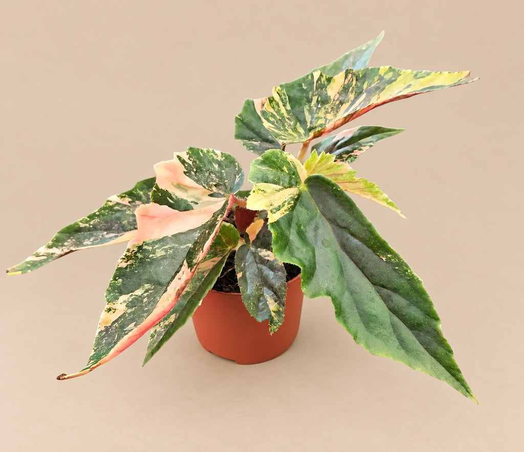 Begonia Ginny Galaxy plant