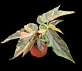 Begonia Ginny Galaxy