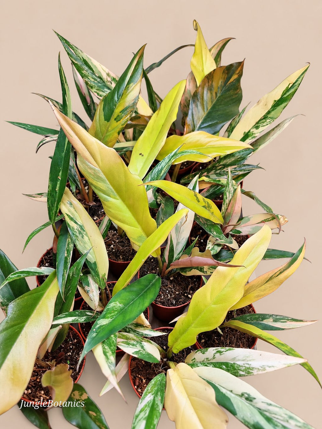 Philodendron Caramel Marble variegated plant