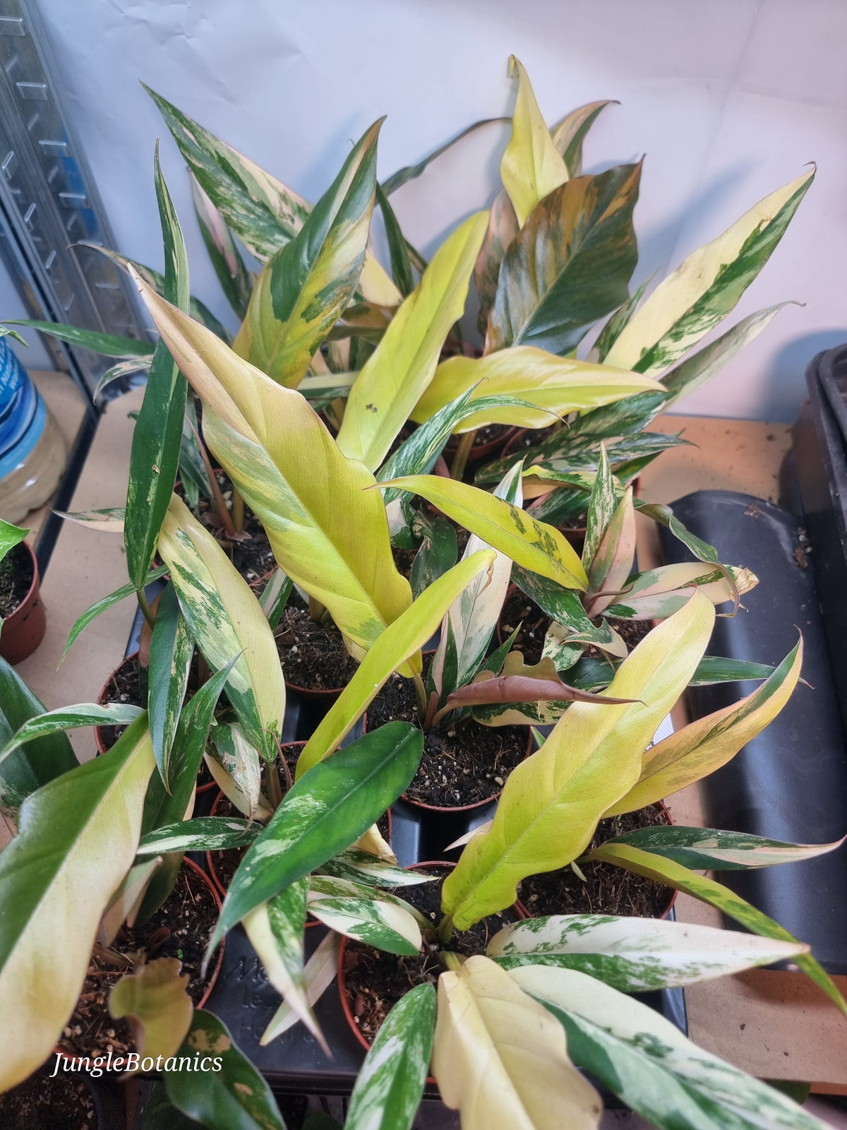 Philodendron Caramel Marble variegated plant