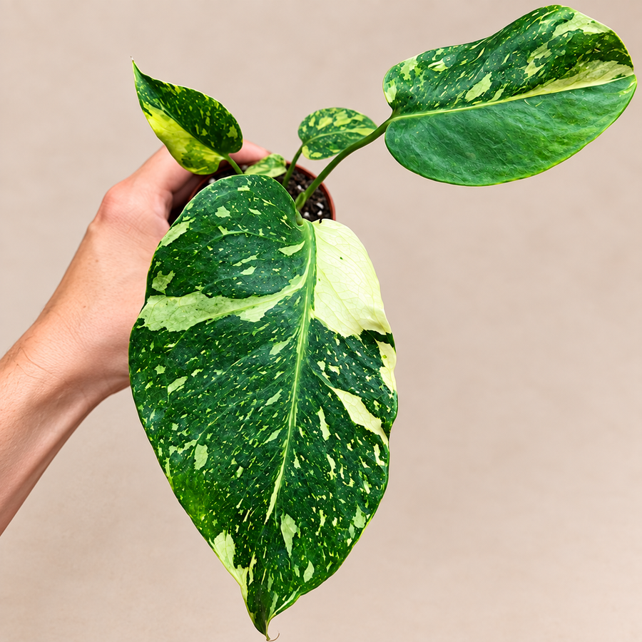 Monstera Electrolyte rare collector plant