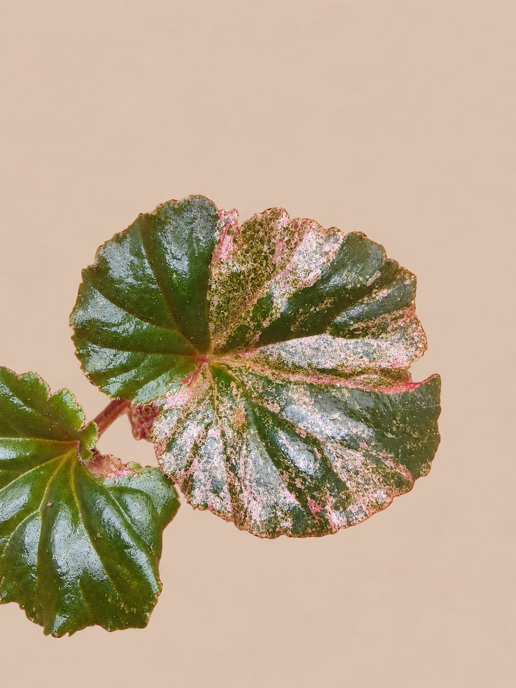 Begonia Cucullata Pink Variegated plant