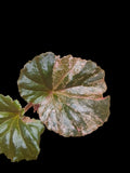 Begonia Cucullata Pink Variegated