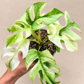 Raphidophora Tetrasperma White Monster variegated collector plant