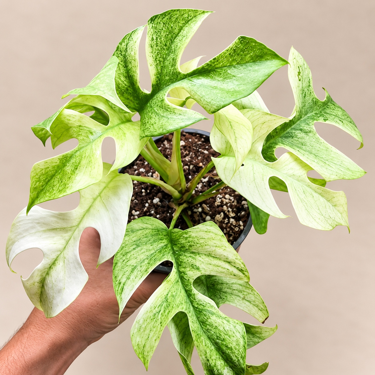 Raphidophora Tetrasperma White Monster variegated collector plant