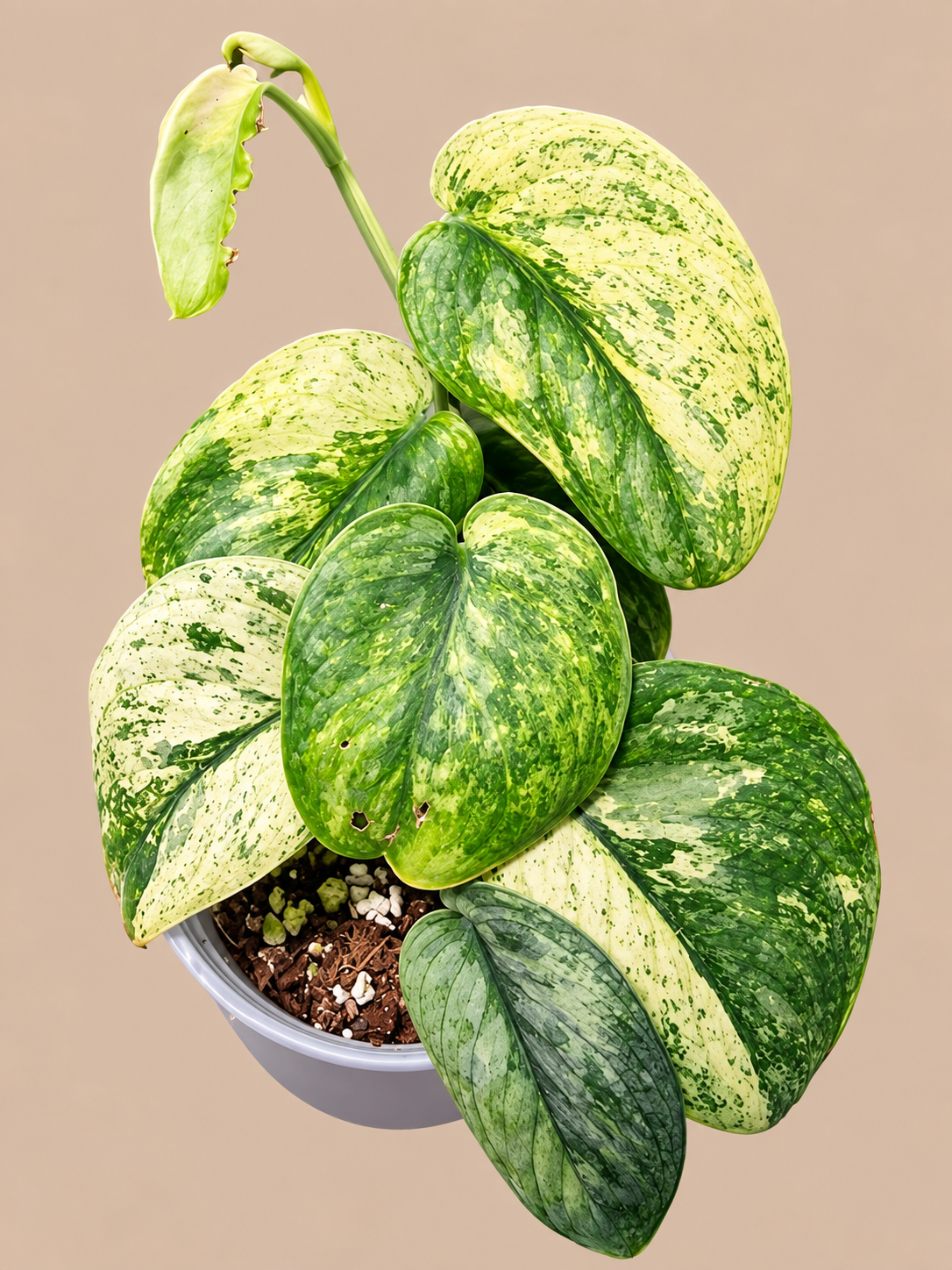 Scindapsus Crème Brûlée plant