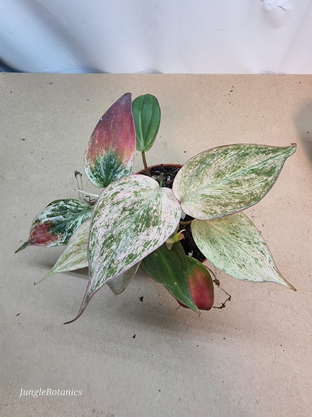 Philodendron Micans Marble Variegata plant detail