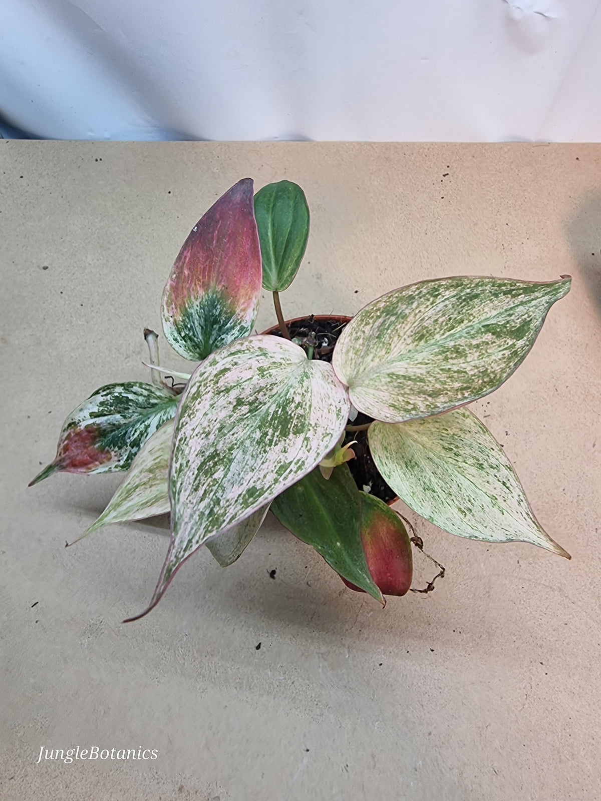 Philodendron Micans Marble Variegata plant detail