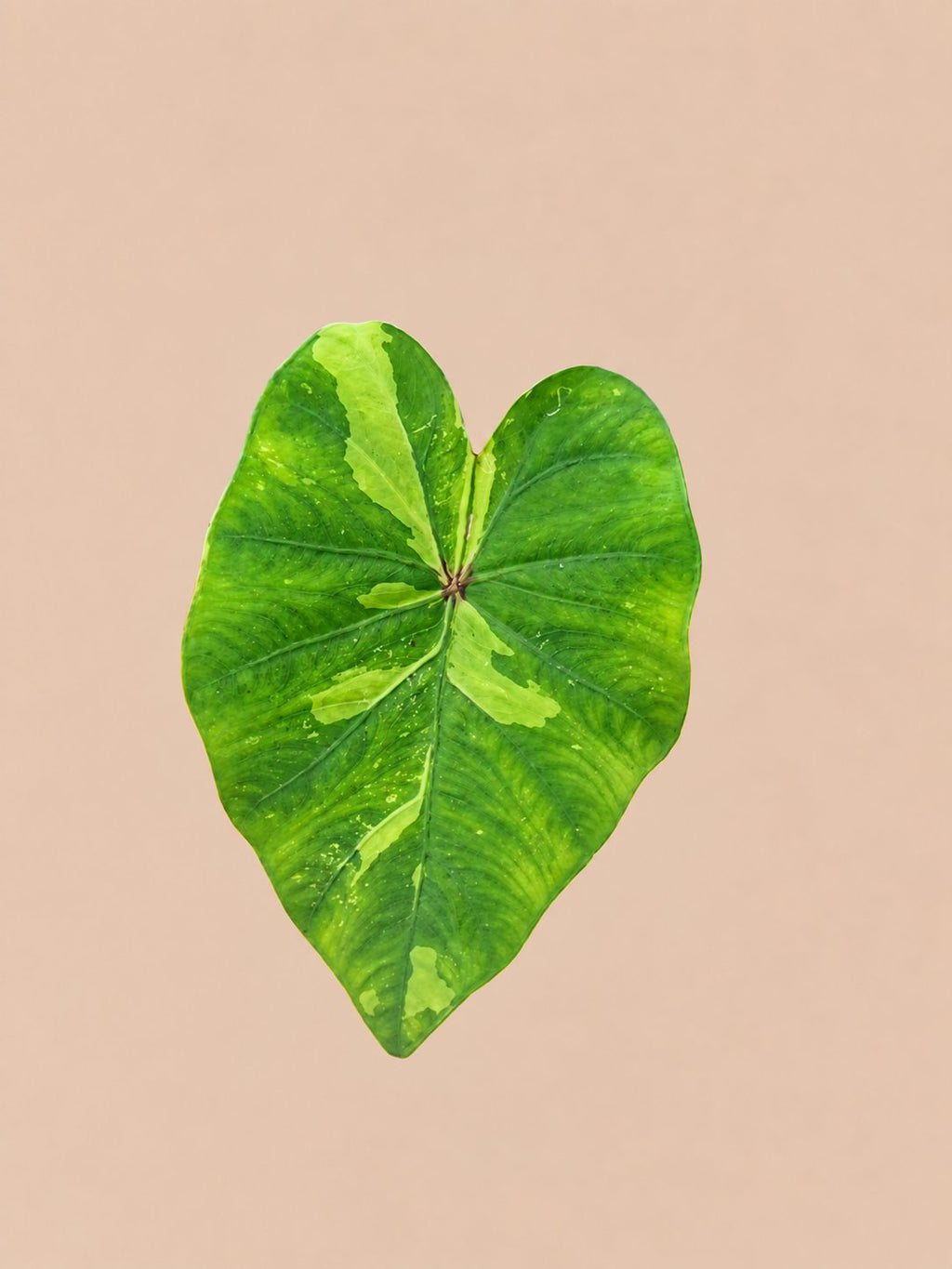 Colocasia Lemon Lime Gecko plant