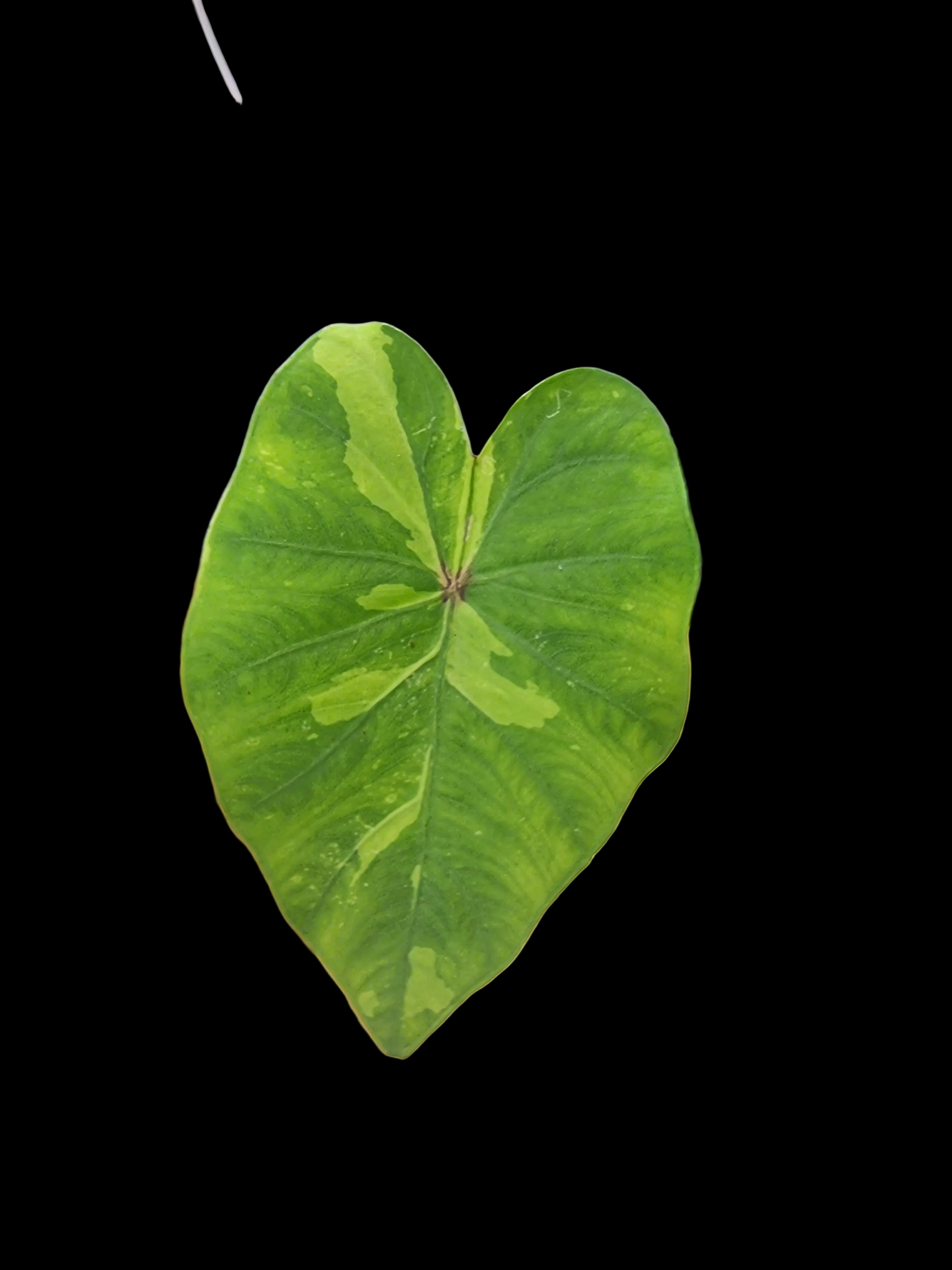 Colocasia Lemon Lime Gecko