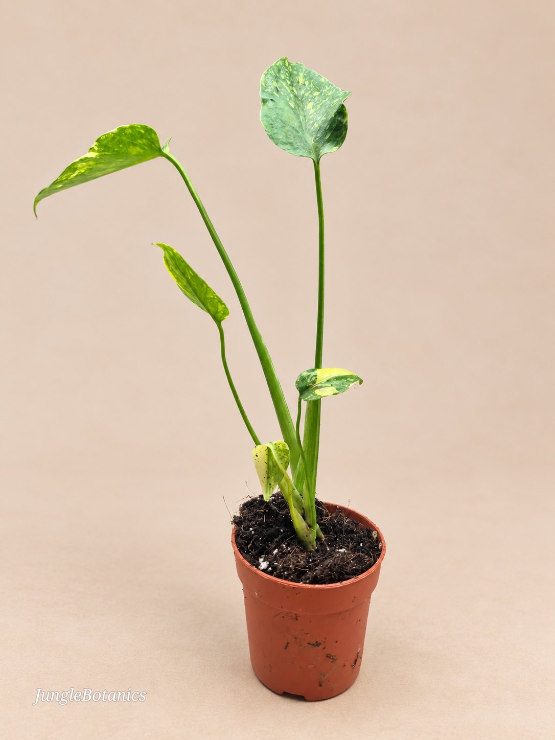 Monstera Electrolyte additional view