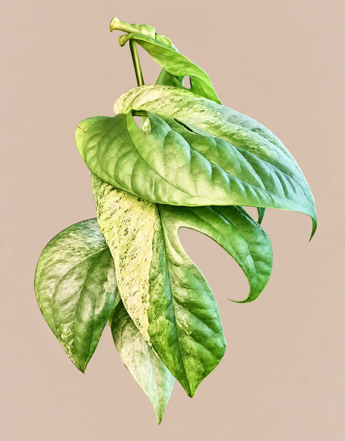Amydrium Medium Silver Variegated plant
