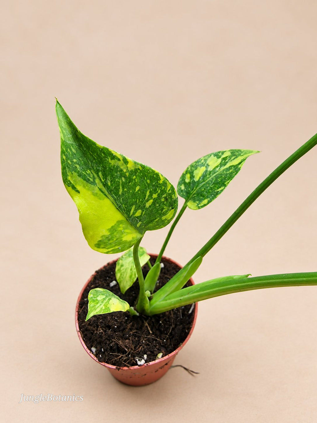 Monstera Electrolyte plant detail